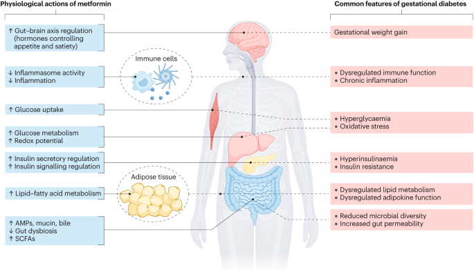 Metformin in gestational diabetes: physiological actions and clinical applications go.nature.com/3Z4Ko2V
#WorldDiabetesDay2024 #WorldDiabetesDay #Diabetes