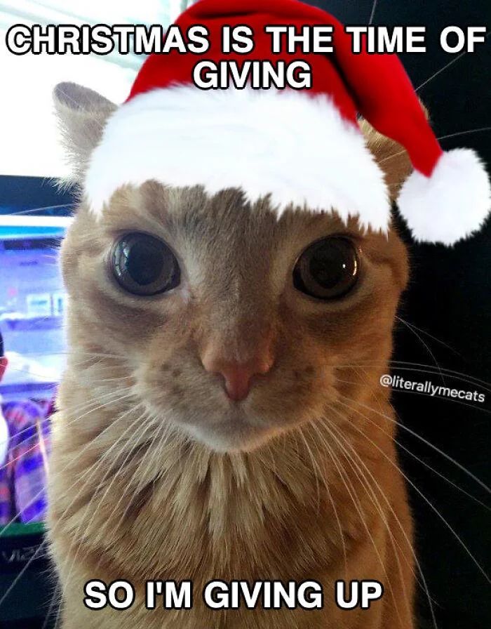 WholesomeMeme's tweet photo. https://t.co/yscHFf8iCQ