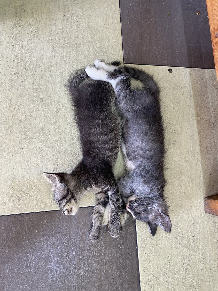 dzlznl's tweet photo. @pelisahh Kat kedai makan, maybe penat ambil order kot so dorang rehat sat https://t.co/3ZDNqjBRTJ