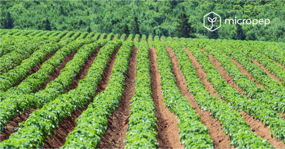 Are you curious about how Micropep is advancing #sustainableagriculture for future generations?
Visit our FAQ page to discover how our team harnesses micropeptides to influence plant traits like germination, growth, disease resistance, flowering, and more.
micro-pep.com/our-faq/