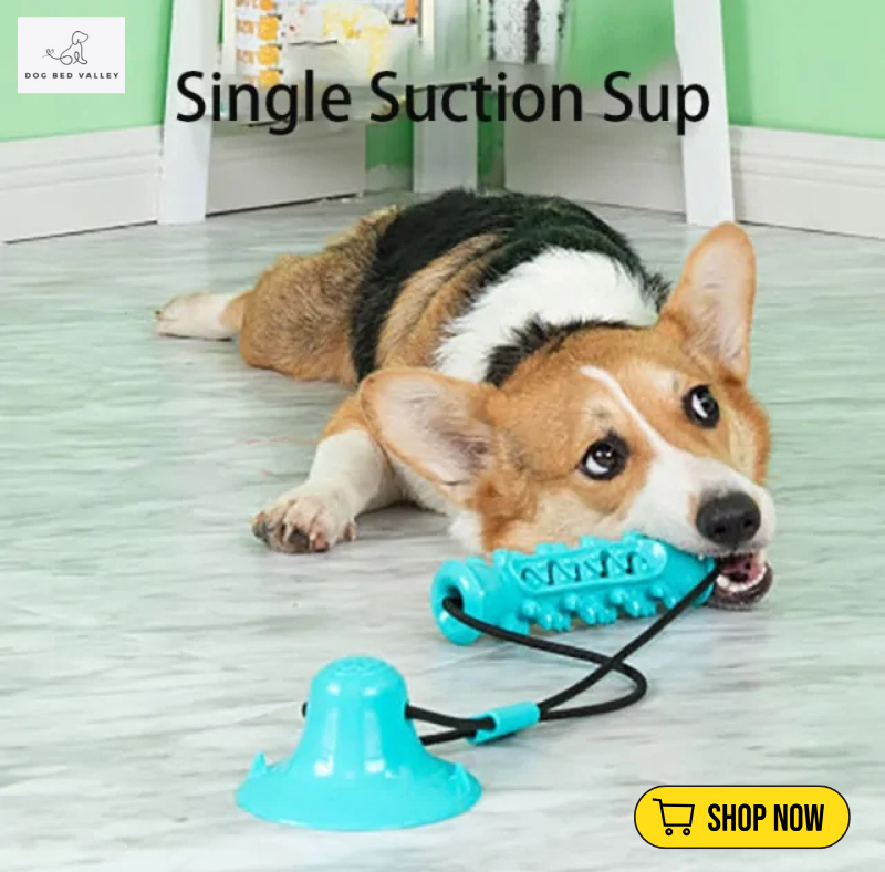 dogbedvalley's tweet photo. 🐕❤️ Keep your furry friend’s smile bright! Our Chew Toothbrush Toy effortlessly tackles plaque while your pup has a blast. Say goodbye to dental struggles and hello to fun! 🎉 What do you use for your dog's dental hygiene? Share below!
Shop Now: https://t.co/6MO6zrcKXA https://t.co/FNTV4fTMMW