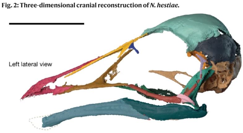 Cretaceous bird from Brazil informs the evolution of the avian skull and brain nature.com/articles/s4158…