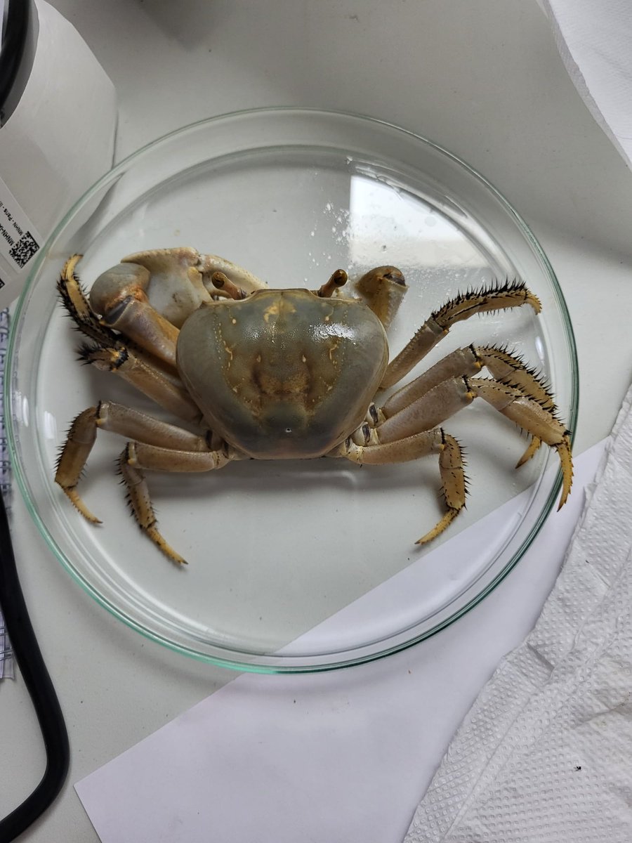 ATLASea has migrated to BlueSky (@pepr_atlasea) on Twitter photo Final stretch for the <a href="/Le_Museum/">Muséum national d'Histoire naturelle</a> -organized sampling expedition #La_Planète_Revisitée on the #Guadeloupe Islands. The #ATLASea team is fully focused on collecting the last specimens. Photos Benjamin Girard #DIVE-Sea project. Final stretch for the <a href="/Le_Museum/">Muséum national d'Histoire naturelle</a> -organized sampling expedition #La_Planète_Revisitée on the #Guadeloupe Islands. The #ATLASea team is fully focused on collecting the last specimens. Photos Benjamin Girard #DIVE-Sea project.