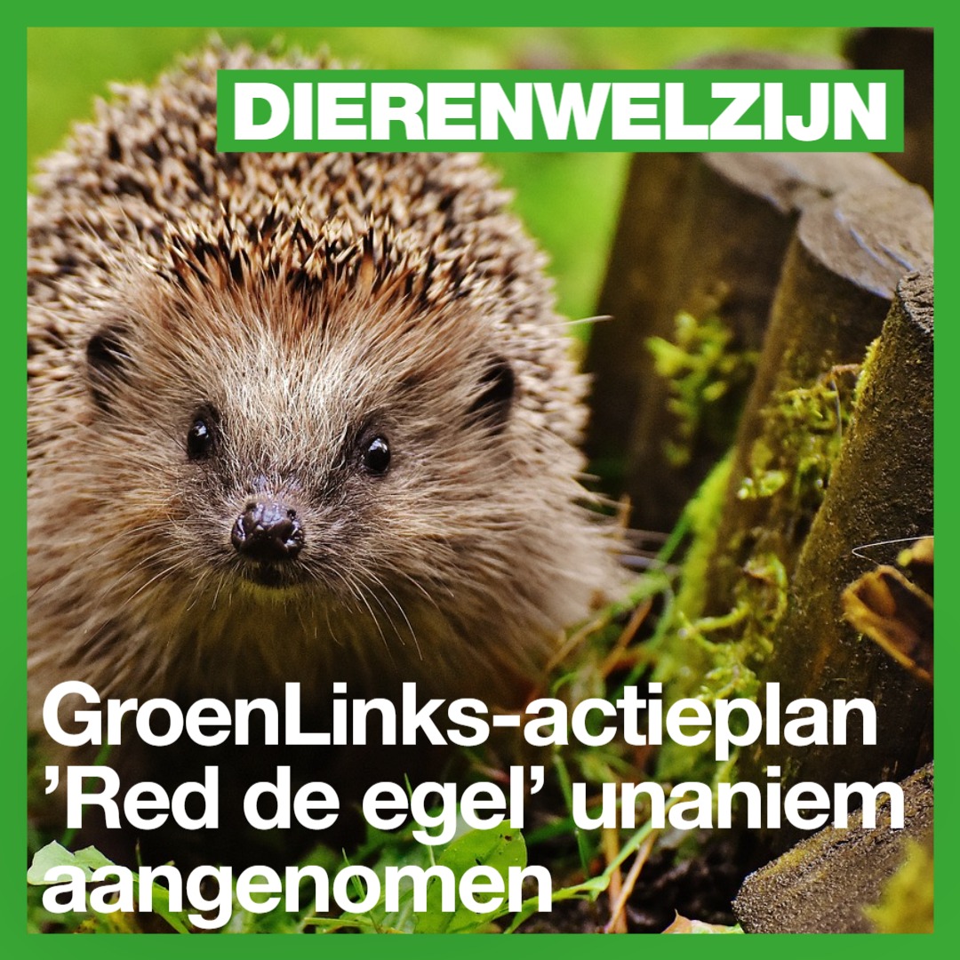 🦔Het gaat slecht met de egel. Verkeer, droogte, verstening, gif... Daarom is het goed nieuws dat ons actieplan 'Red de egel' is aangenomen! Daarmee gaat de gemeente werk maken van het beschermen van dit bijzondere dier. Lees hier meer👇
tinyurl.com/5x8k4eew