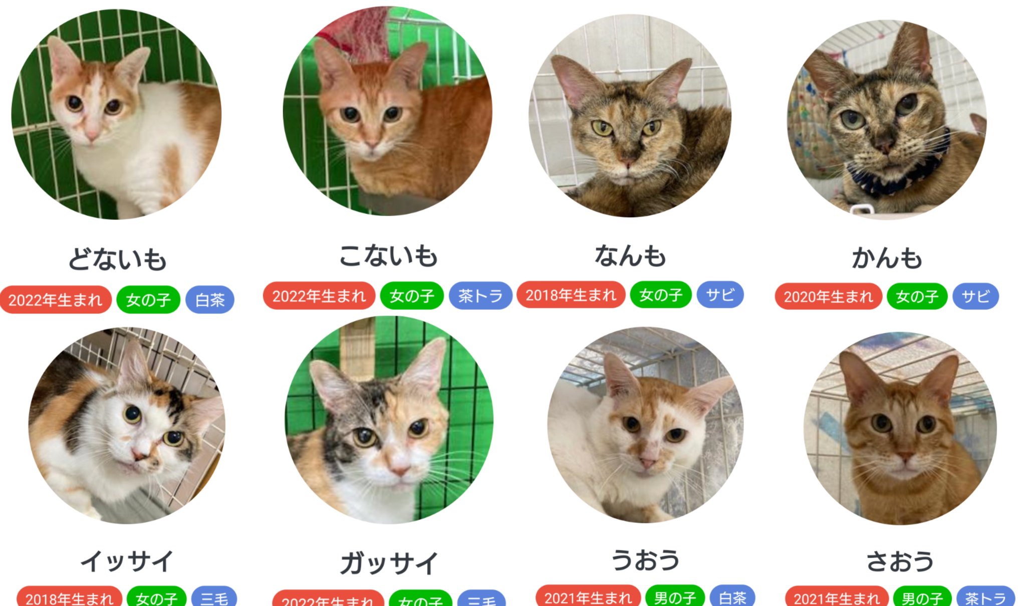 みさえ（他の方は猫のアイコンから） 5点セット猫ちゃんのアイコン3 | icon shop simm