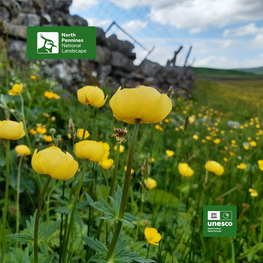 Farming &amp; nature talk: hefted to the floristic fells with Dr Margaret Bradshaw - Wed 27 Nov at The Moorcock Inn, Eggleston, 7.30-9pm, open to farmers and landowners as well as members of the public.
Find out more and book: bit.ly/FarmingNature
#northpennines #Nature #farming