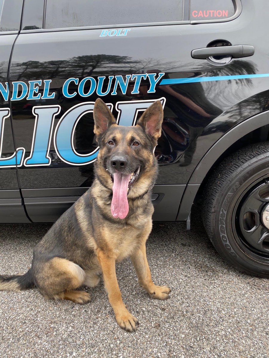It is with a heavy heart that our agency announces the passing of Retired Anne Arundel County Police K-9 Bolt.

K-9 Bolt was a German Shepherd police service dog who proudly served the Anne Arundel County community from 2016 until 2021. During that time, K-9 Bolt was partnered