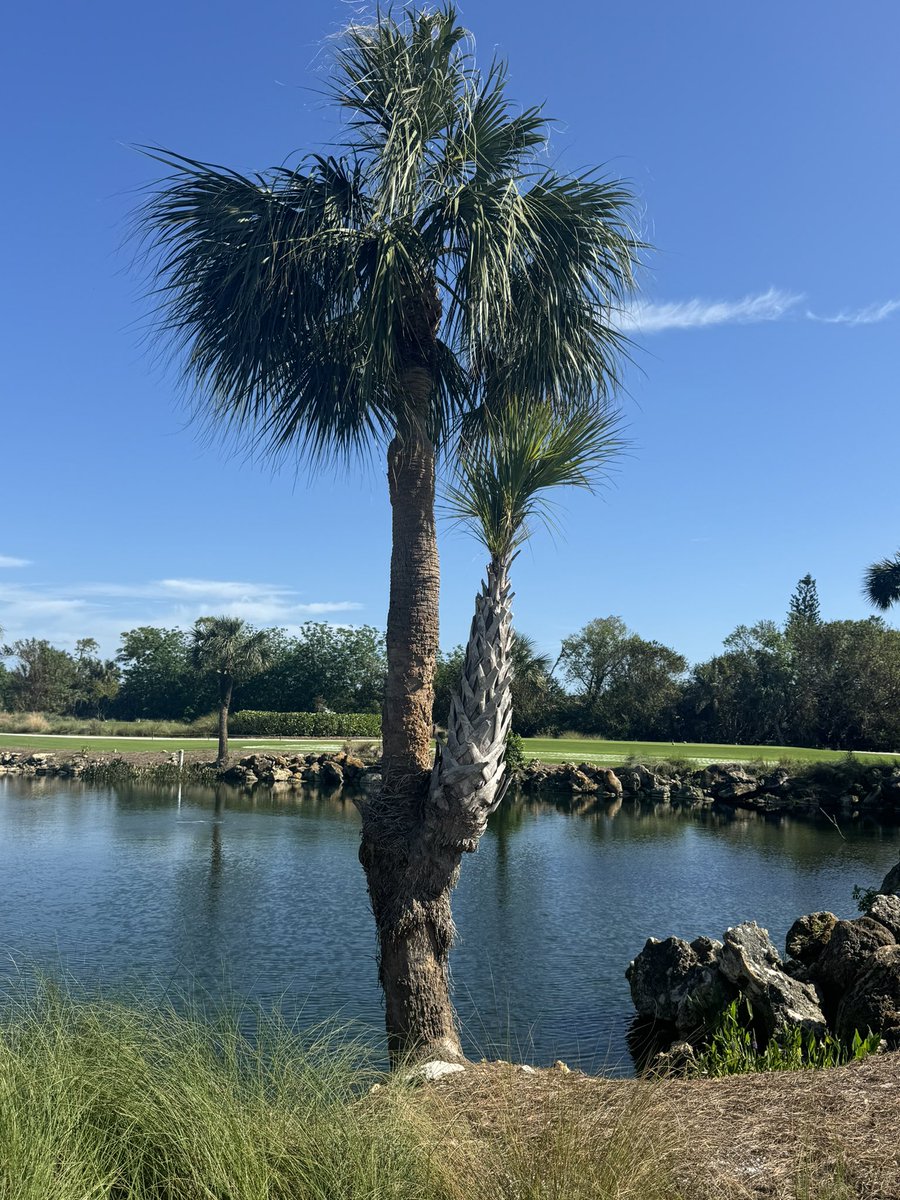A palm growing on a palm… like an epiphyte. Had a two headed palm before Hurricane Irma took it out.