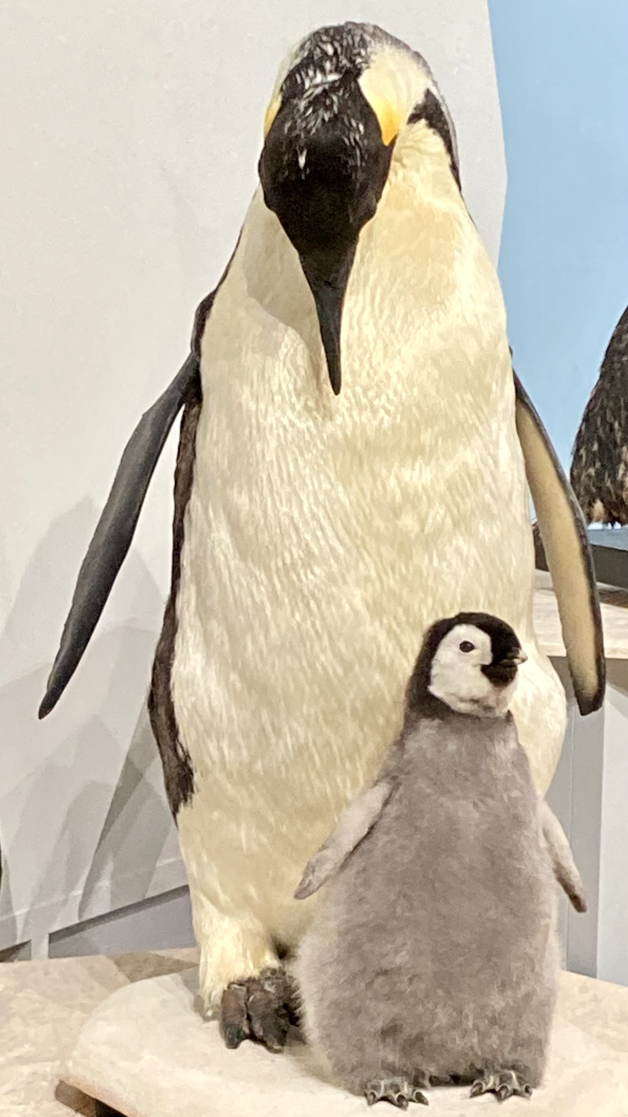ケープペンギン 卵 殻 鳥 剥製 ケープペンギン｜マクセル アクアパーク品川 - maxell AQUA PARK