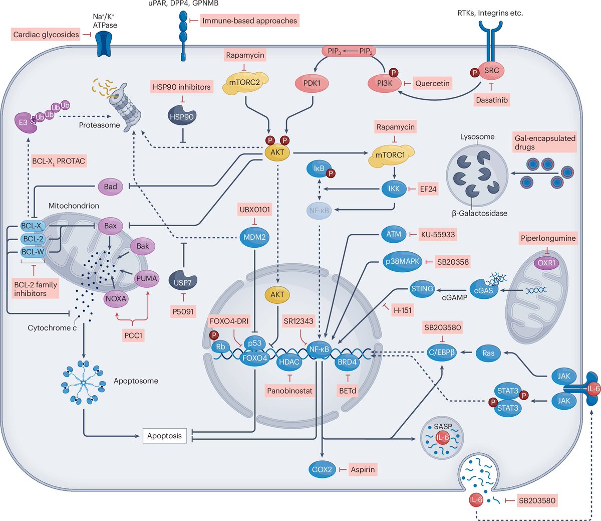 Therapies that target senescent cells, known as senolytics or senomorphics, are being investigated for central nervous system disorders. Find out more about them in this review in the November issue 
nature.com/articles/s4157…
rdcu.be/d0dGc
