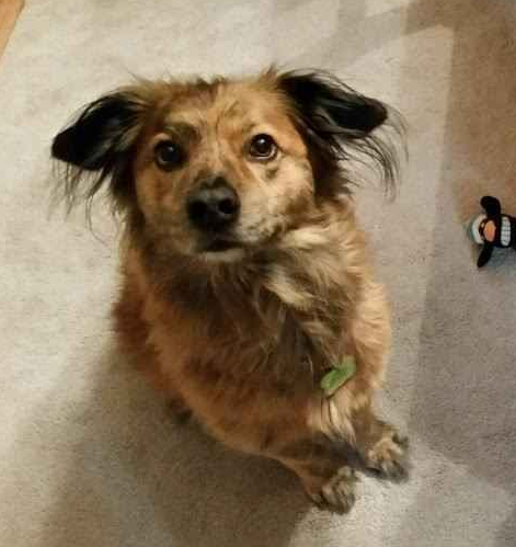 vlimit_11's tweet photo. 2024 continues to kick my ass. Our family dog had to be put down recently for sudden medical issues, and I haven't been doing great since then.

She loved her family and knew she was loved back. To anyone with pets of their own, please let the same apply to them. They deserve it. https://t.co/ITHIBbxE0I