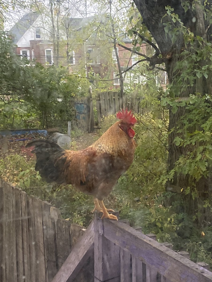 SUNeyeDeLIGHT's tweet photo. Rooster off the leash on the porch. 

#cockodoodledo #chicken https://t.co/WiiBsmvKpc