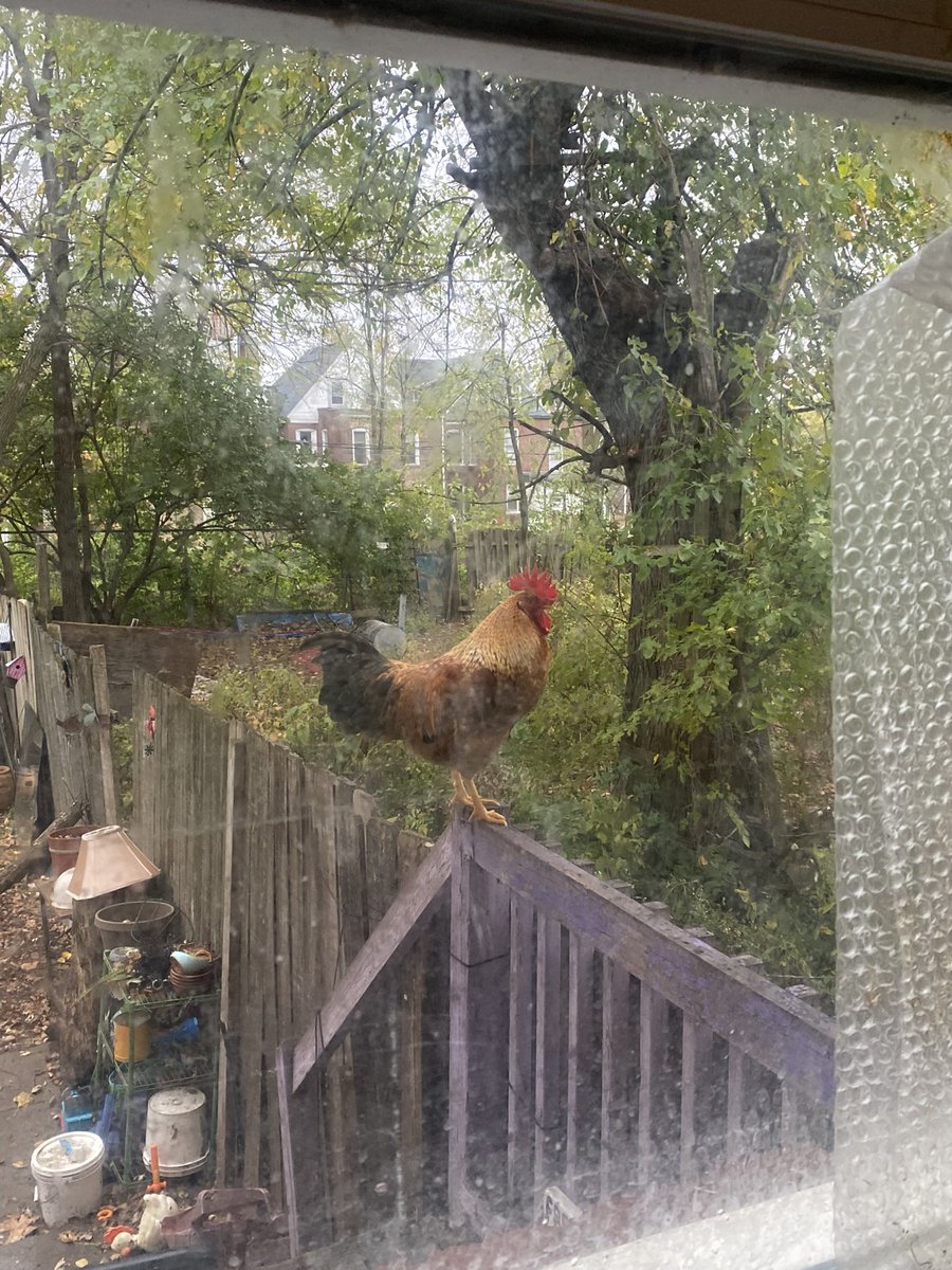 SUNeyeDeLIGHT's tweet photo. Rooster off the leash on the porch. 

#cockodoodledo #chicken https://t.co/WiiBsmvKpc