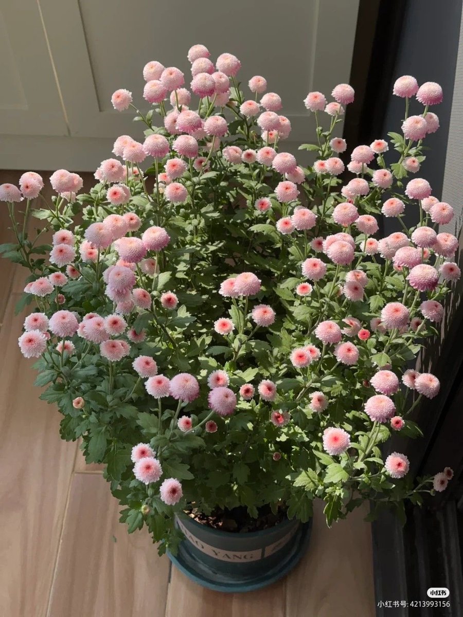 300moods's tweet photo. 🌸🌱 https://t.co/mFQcISIa0M