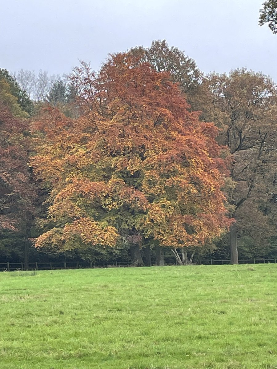 Amazing colours on this oak #treeclub