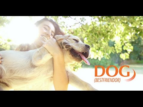 Dog Health tweet media