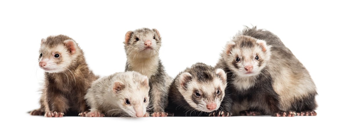 Sociable ferrets helped a team including Johns Hopkins researchers crack the code of “selective hearing”—the brain’s ability to tune into one voice in a noisy room. The findings could lead to better tech for hearing aids in loud environments.  engineering.jhu.edu/ece/news/party…