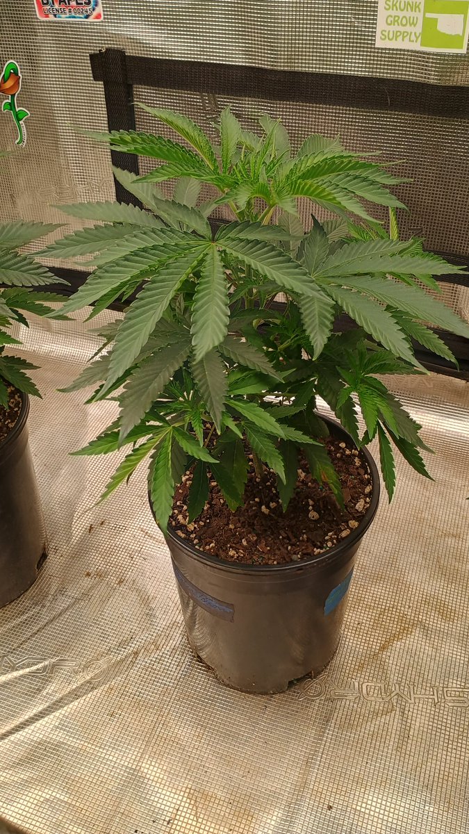 DjVisionaire tweet media