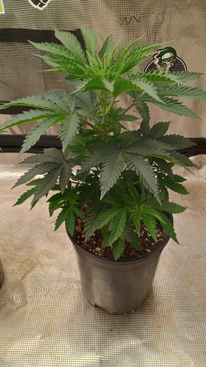 DjVisionaire tweet media