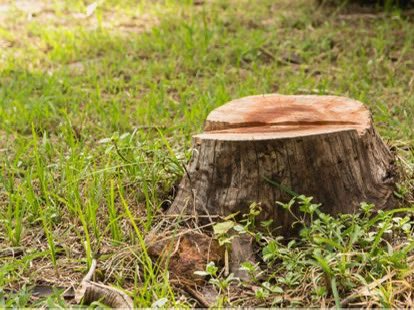 NWalesSocial's tweet photo. #NWalesHour 
#autumnstorms 
#treestumps 

There’s little doubt we haven’t seen the last of fallen trees this autumn..
Tree stumps removed quickly without fuss from your property - call Dave Westerman of @StumpbustNWales on 
☎️ 07966 436539.

Tree stump removal 
#NorthWales https://t.co/2T0iZjPRsf