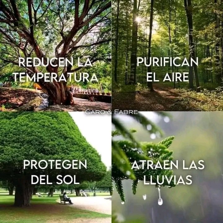 Parece ser que el ser humano siempre tiene la razón, las demás criaturas de la tierra están simplemente para ser eliminadas, consumidas, utilizadas y silenciadas. 🌳💚🌍

#COP29