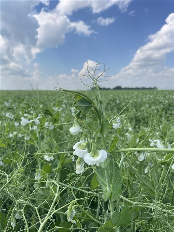 Pituraseeds's tweet photo. Ready to give your pea crop a BOOST? π
PS Boost delivers early maturity, high yields and top performance across diverse conditions. Get the boost your farm needs this season!
Learn more: https://t.co/ggT8AZGM6h
#ProteinPerformancePotential #YellowPea #PSBoost https://t.co/jopyBlLr0c