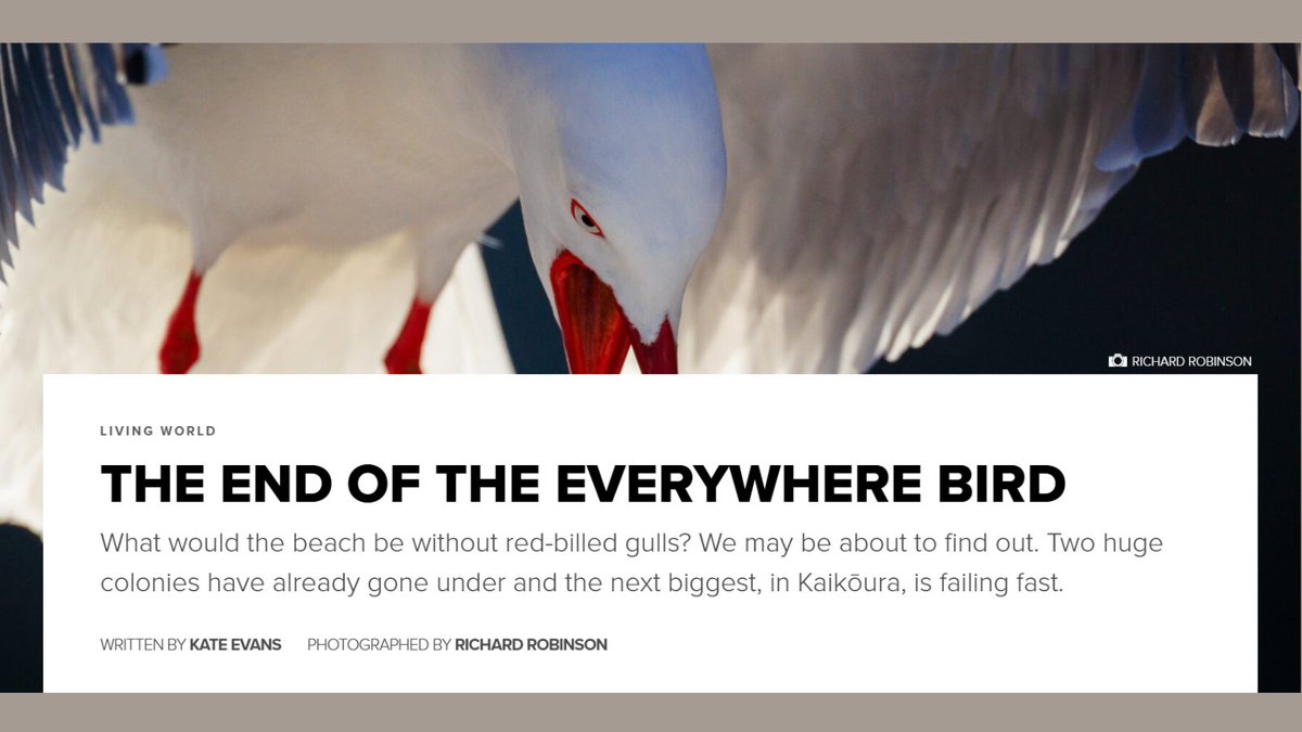 AAAS Kavli Awards (@aaaskavli) on Twitter photo New Zealandās red-bill gull, once considered a pest by locals, is disappearing due to changing climate and ocean conditions that are putting the gull population in jeopardy, <a href="/kate_g_evans/">Kate Evans</a> reported in her Magazine Gold Award winning <a href="/NZGeographic/">New Zealand Geographic</a> story. brnw.ch/21wOE3C New Zealandās red-bill gull, once considered a pest by locals, is disappearing due to changing climate and ocean conditions that are putting the gull population in jeopardy, <a href="/kate_g_evans/">Kate Evans</a> reported in her Magazine Gold Award winning <a href="/NZGeographic/">New Zealand Geographic</a> story. brnw.ch/21wOE3C