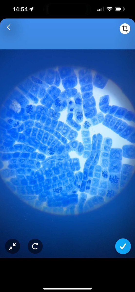 seasaltscience's tweet photo. Today’s attempt at looking at mitosis in root tips. Rather impressed with this student’s work. @chatbiology @SAPS_News https://t.co/Rzr40W9xj9
