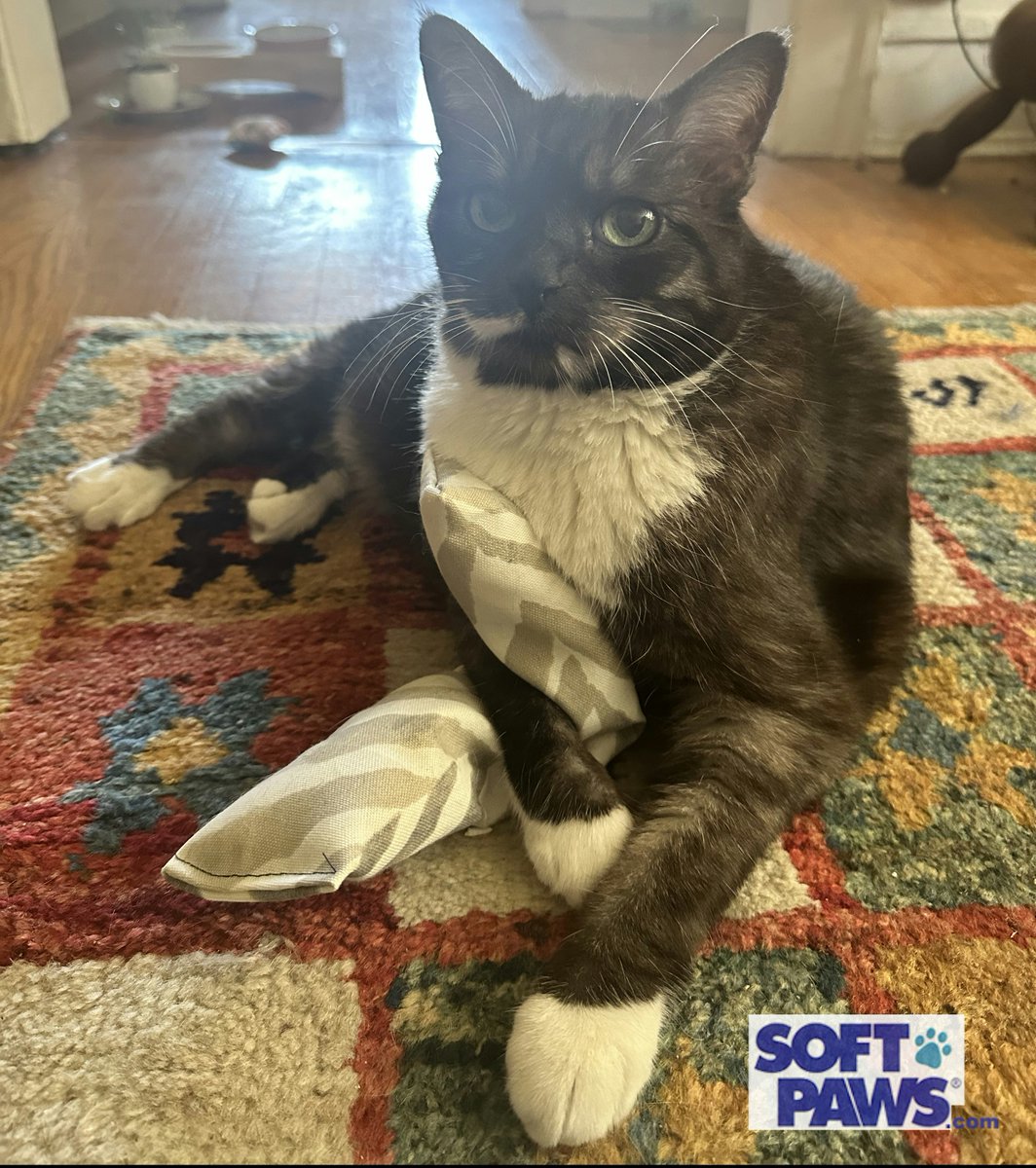 Soft Paws tweet media