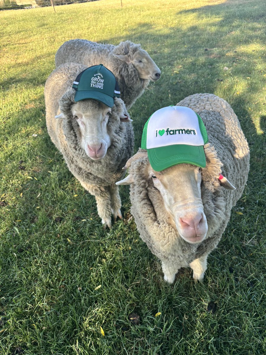 WoolProducers's tweet photo. Happy Ag Day!! Let’s celebrate everything agricultural! 🐑💚🐑
#AgDayAu
#GrowYouGoodThing https://t.co/FxsqqQt0PQ