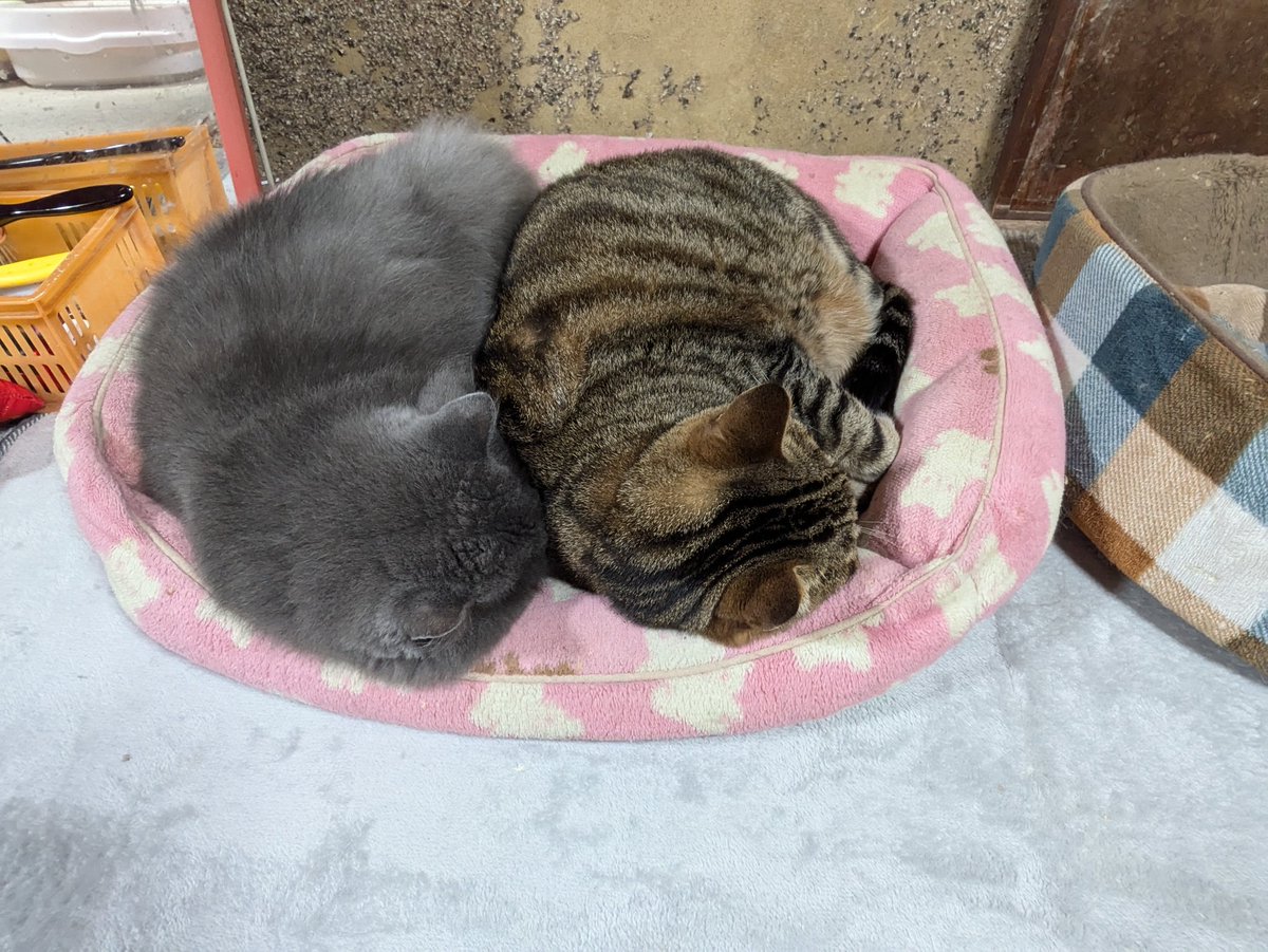 neko_bus2010's tweet image. 二度寝　(-.-)Ｚｚzzz････

#PixelTablet