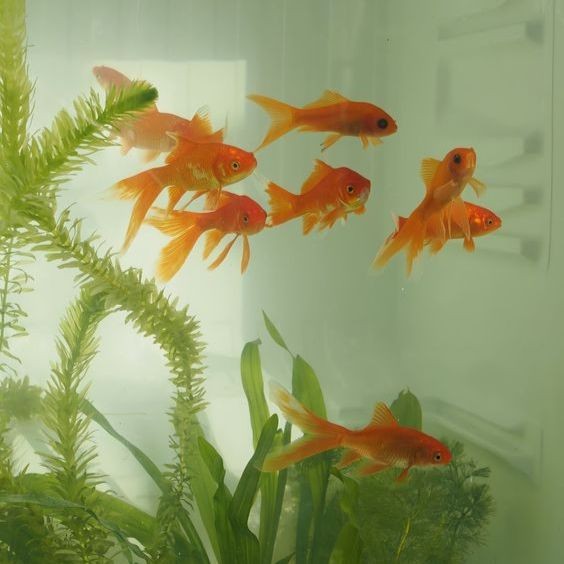clementinebirdy's tweet photo. edtwt intro ⋆·˚ ༘ *
*ੈ 9teen! 
*ੈ she/her
*ੈnot new! just new pinned
*ੈ sw 140lbs (63.5 kg)
*ੈ cw 110lbs ( 49.8 kg) 
*ੈ gw 100lbs (45.3kg)
*ੈ 5'3 (160cm)
*ੈ current bmi 19.5
*ੈ i wont fb <16 ^^
♡ and ↻ for mutuals ִ ࣪𖤐.ᐟ https://t.co/EG7qKxjQ1A