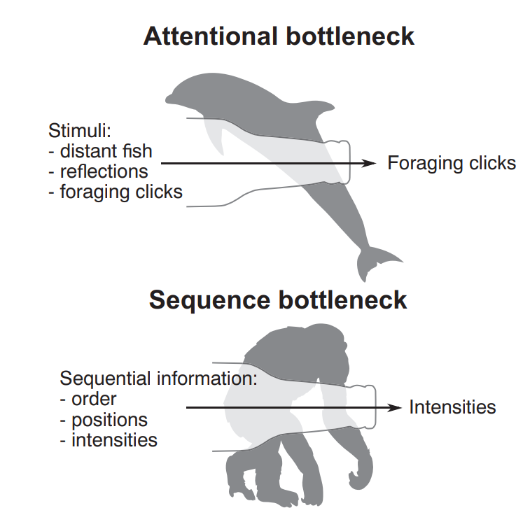 Other animals might lack language (and other human-distinctive behavioural traits) because they perform badly at remembering sequences of stimuli
cell.com/action/showPdf…