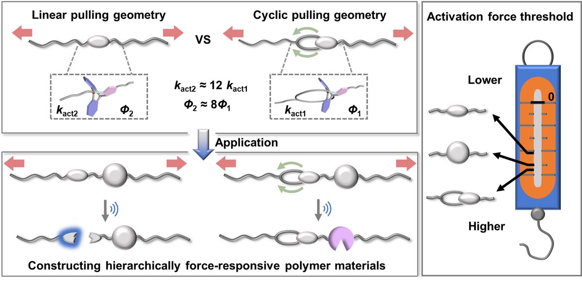 Thrilled to share our 1st paper in <a href="/angew_chem/">Angewandte Chemie</a>! We introduce a cyclic pulling geometry to tailor force transmission within a mechanophore, enabling modulation of reactivity &amp; the construction of hierarchical mechanophore systems. bit.ly/3UPWtqe #polymer #mechanochemistry