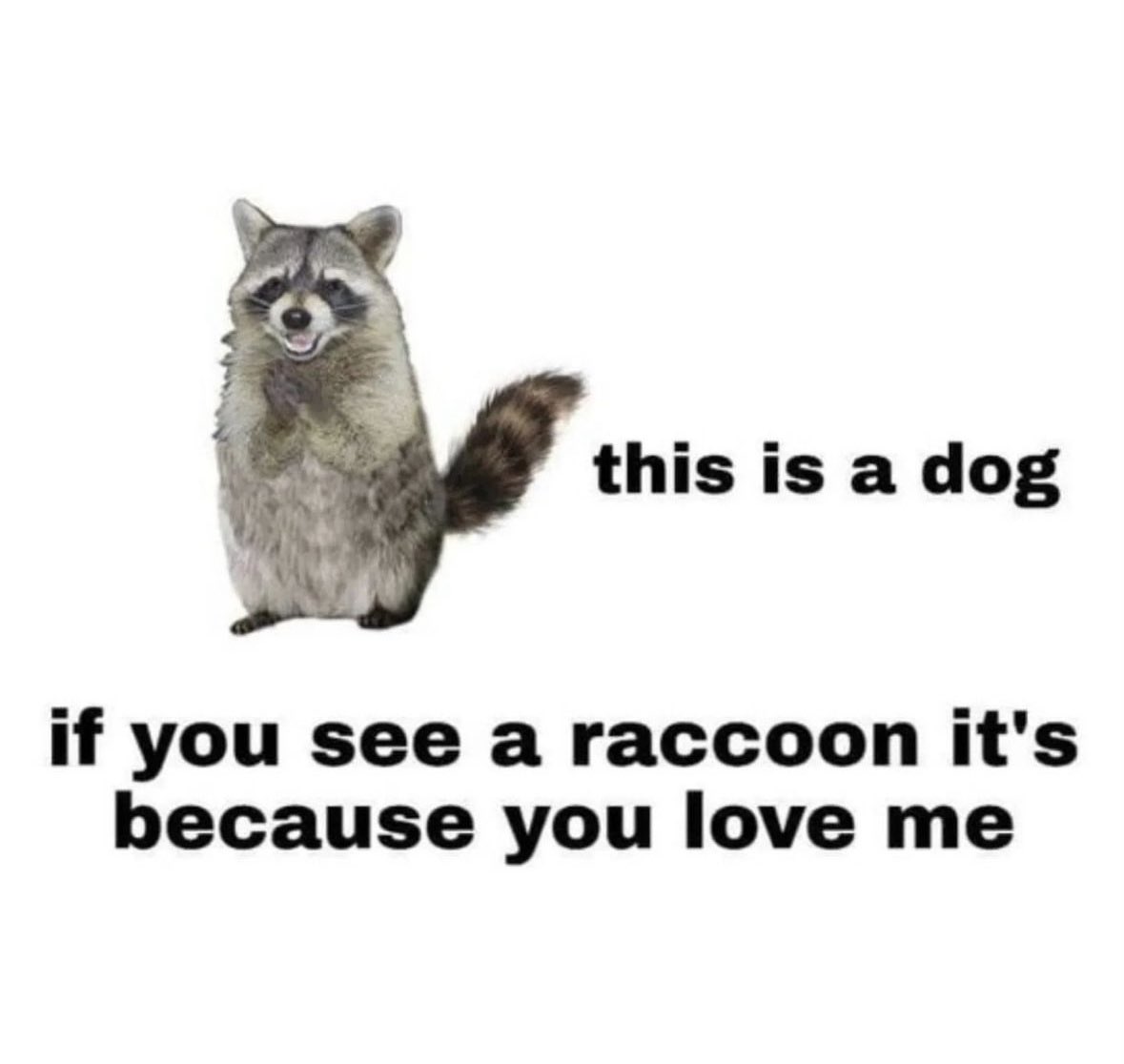 raccoon aesthetic. tweet media