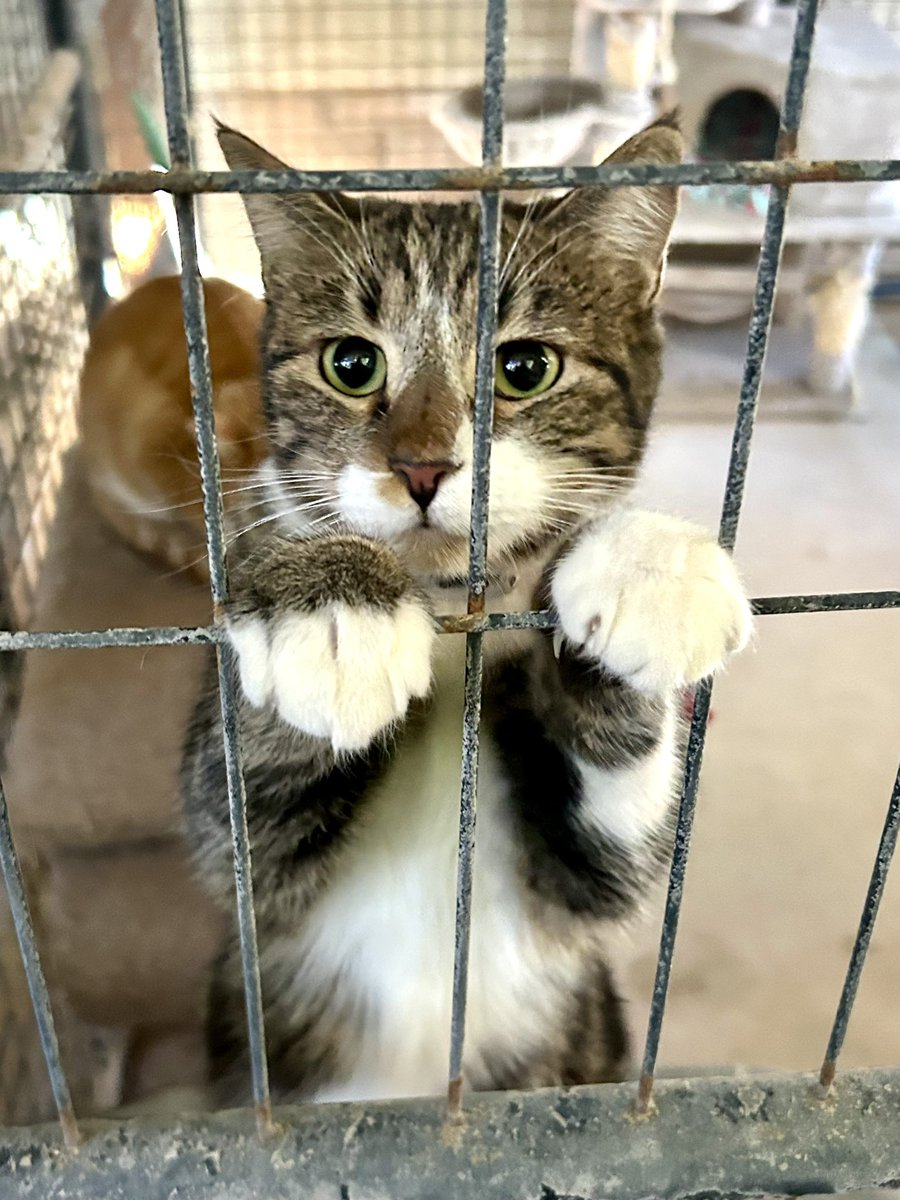 Who will give MONKEY freedom?

This adorable 1 year old loves people so much. Great with kids, dogs, and okay with cats. He has been here far too long for a youngster! He wants love so much he will pat your leg asking for “up!”