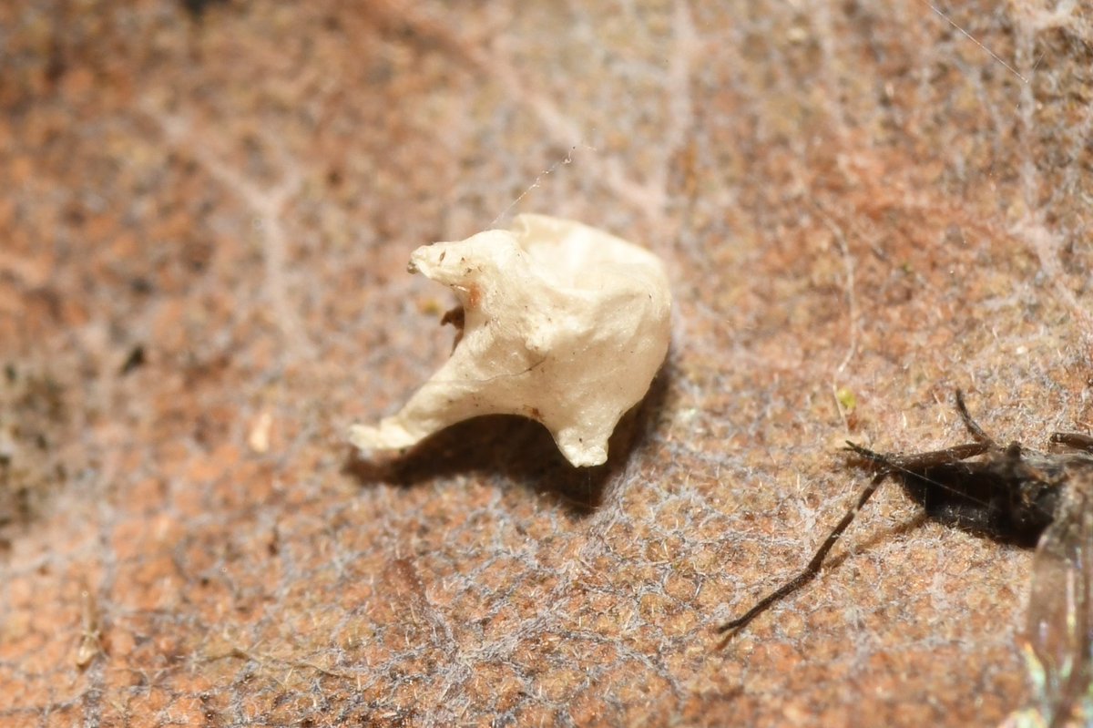 The distinctive egg cocoon of the comb-footed spider Paidiscura pallens, found in leaf litter in the garden today. A common species in Britain but a new species for my garden list. 

Pontyrhyl, Bridgend, VC41

#spiders #Paidiscurapallens