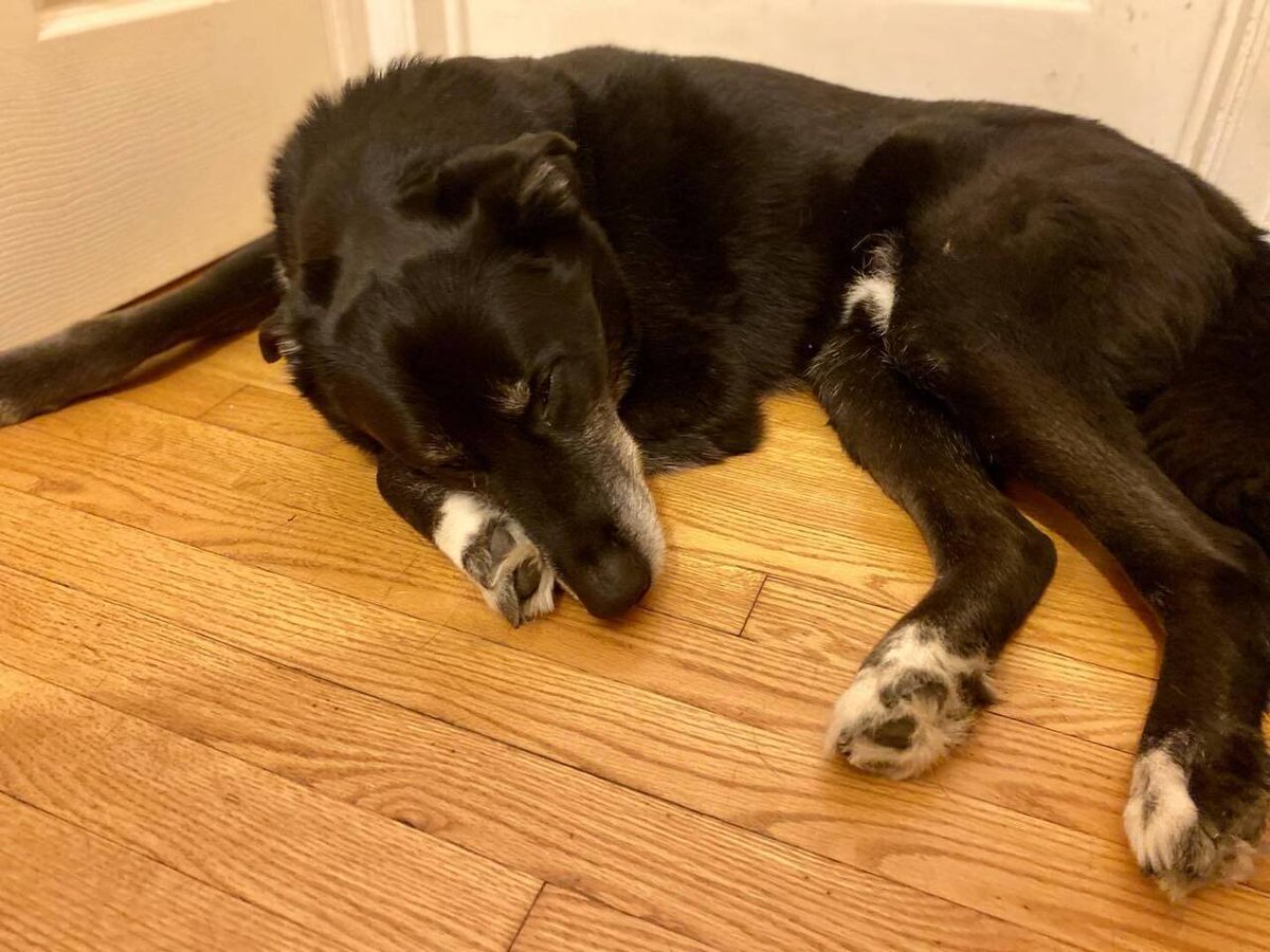 Wrigley update! All of his imaging and lab results came back clear/NED! We are so happy and we feel so fortunate that we get more time with Wrigley and he gets to be healthy and feel good. His oncologist said she thinks we can move the scans to every 4 m… instagr.am/p/DCW-pNUPYF7/