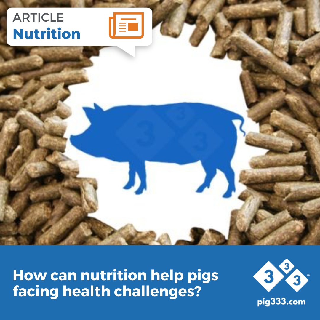 🔗 pig333.com/articles/how-c…