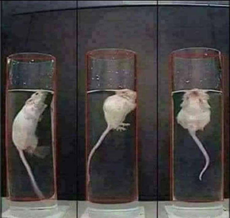 1957'de Harvard'da yapılan bir araştırma sırasında Dr. Curt Richter, sıçanları ne kadar süre suda kalabildiklerini test etmek için bir su havuzuna koydu.
Ortalama olarak 15 dakika sonra pes edip batıyorlar ve boğuluyorlardı.
Ancak bitkinlikten vazgeçmelerinden hemen önce,