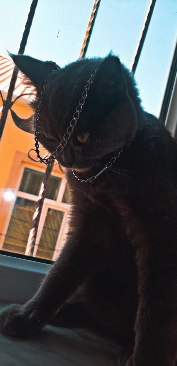 Mesimov2's tweet photo. Learn🐈‍⬛😁 https://t.co/LebNqdADSL