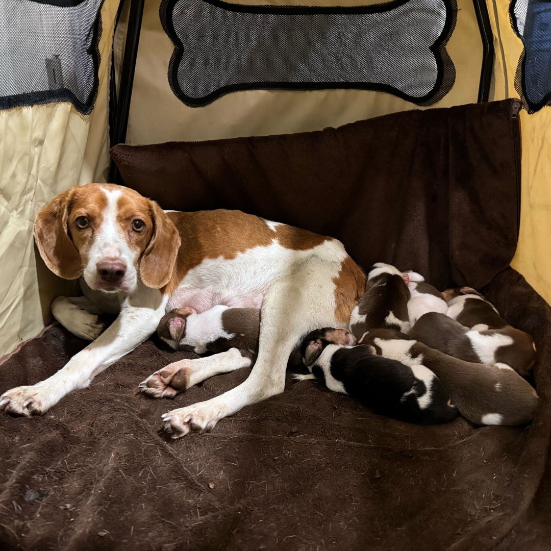 beaglefreedom's tweet photo. #ThrowbackThursday to when we SHUT DOWN a huge testing laboratory and liberated Gwen the mommy beagle and her seven newborns! ❤️

Fast forward to present day! Gwen and her little ones are all thriving with incredible forever families.

 #beaglefreedom https://t.co/XCBfexUNss
