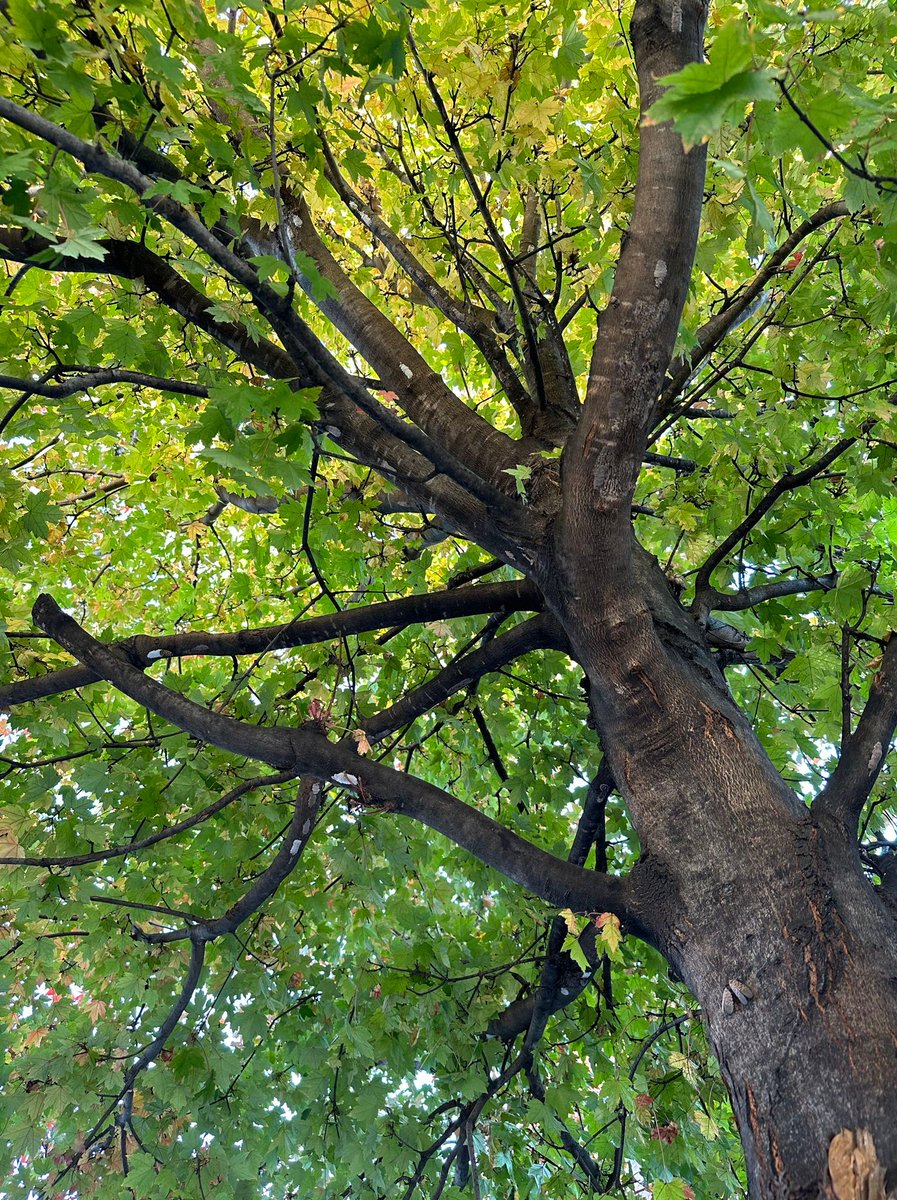 Andrew MacDowell tweet media