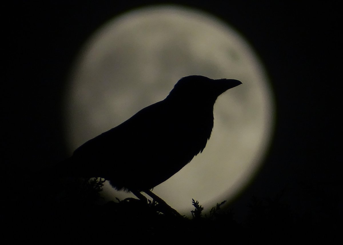 MarburyBirds's tweet photo. Lovely moon tonight. One of my friendly crows posed just in front of it, but I am afraid my photography skills couldn't cope with depth of field! https://t.co/VNQIAiMQUW
