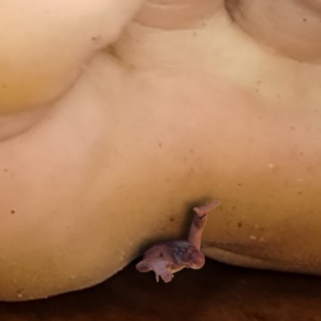 Pinned under the arch formed right next his Giant foot ball. God <a href="/TheStonerAngel/">Your Stoned Master (1.5k)</a> increase a bit the pressure. I can feel all his foot weight as it's smell intoxicated me.. For Him I'm just a little squeaky tickling. To him costs nothing to just press a bit more and squish me