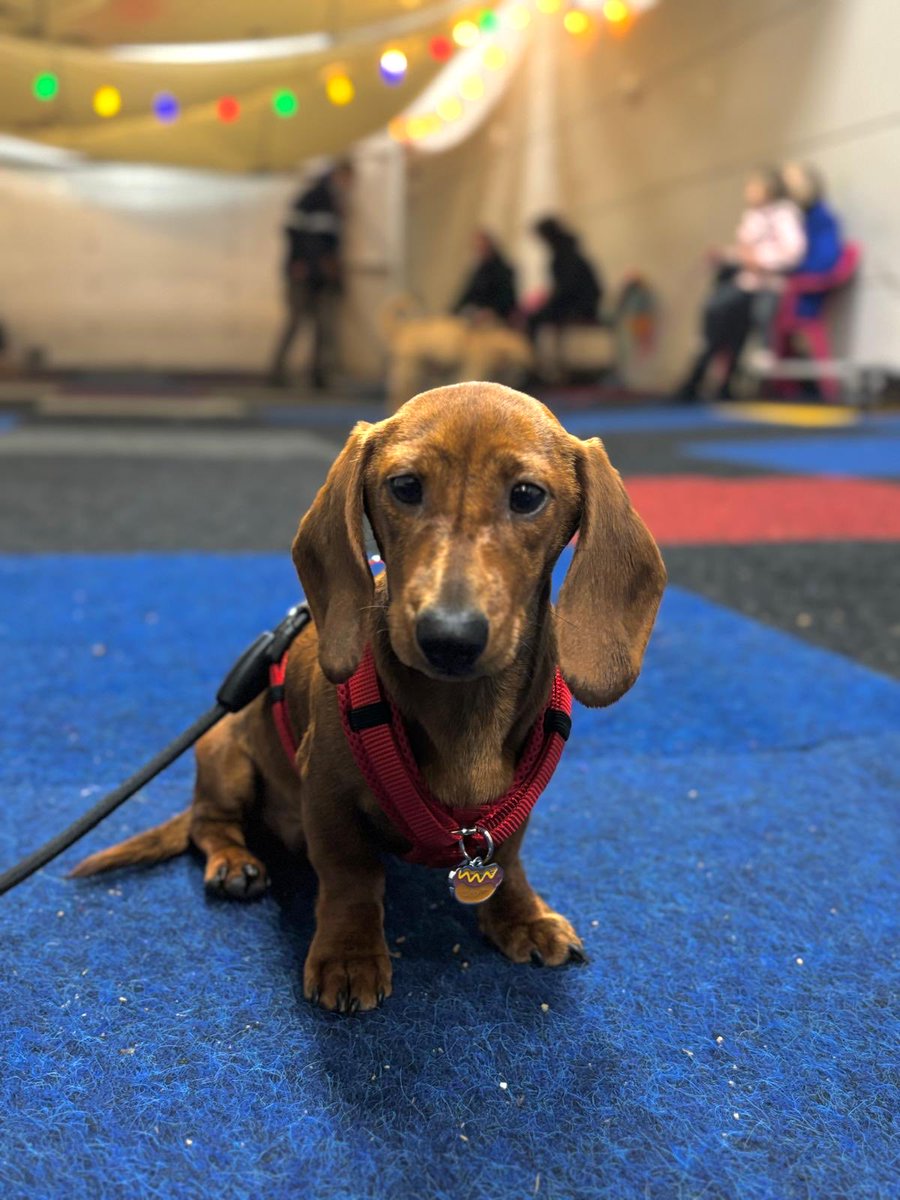 henk westbroek tweet media