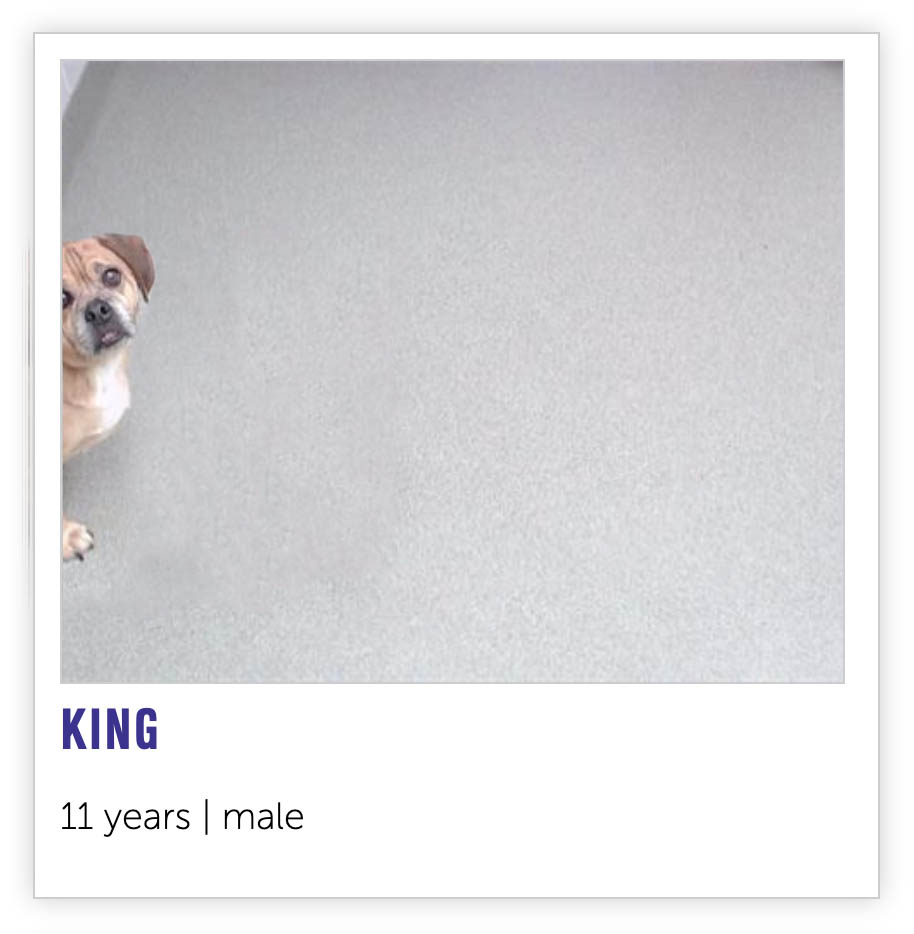 Nebraska Humane Society tweet media