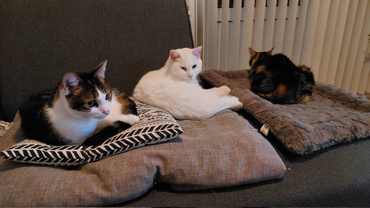 daantje_020's tweet photo. Wat een rust 🥰☺️
#cats #teamterror #catsofx https://t.co/CQtvI013j2