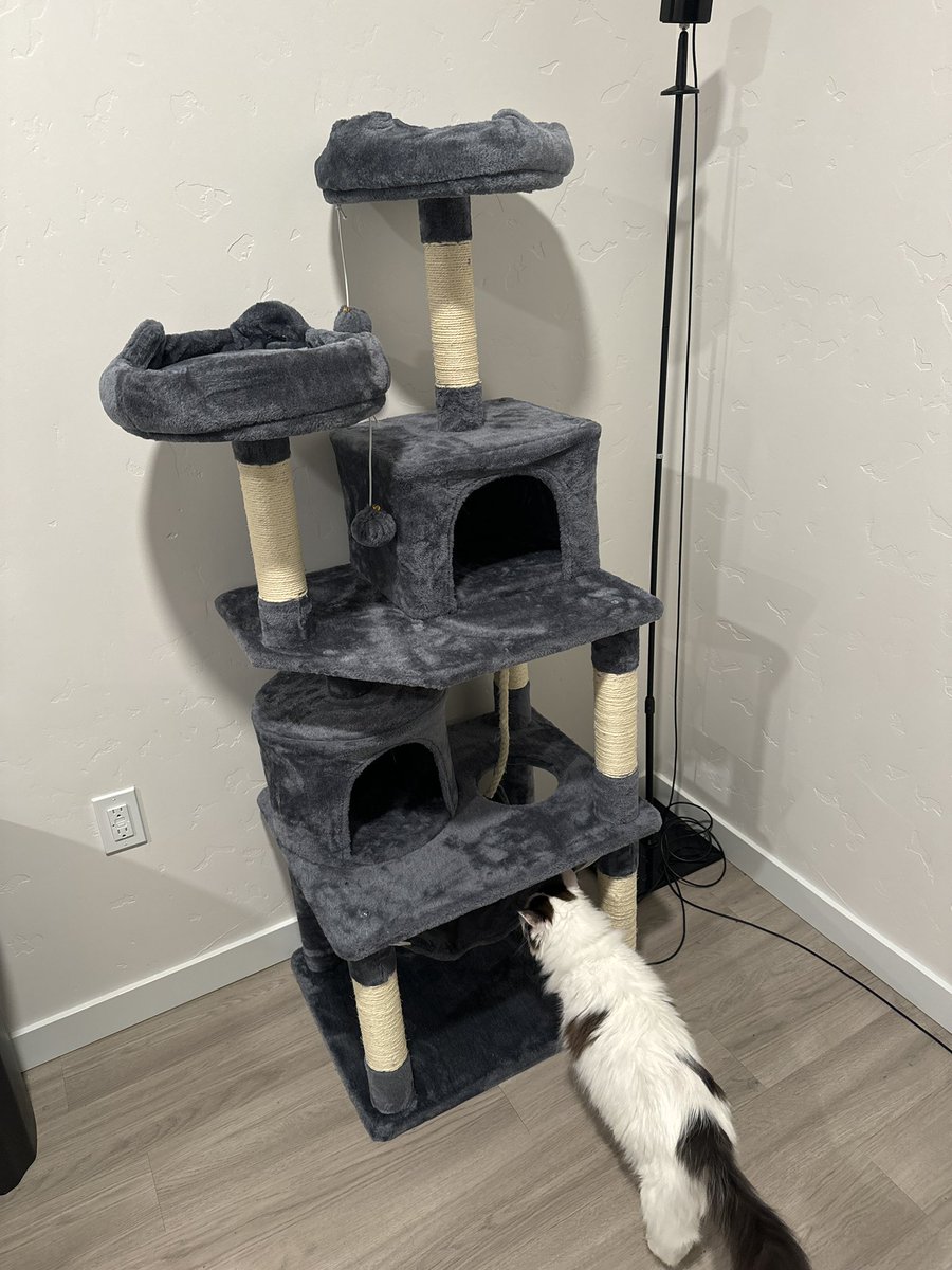 Sillymacky's tweet photo. New place for me. Means new things for my children haha #cat #cats https://t.co/lrrcjoG7eU