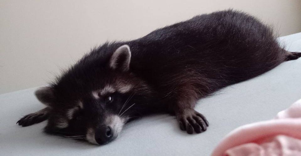 $GINGER AKA Pedro raccoon thinking about $FRED 🦝 

#Pedro #raccoon #PeanutTheSquirrel #Peanut $PNUT